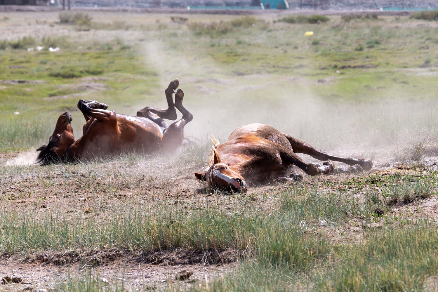 Как приручить «тигра»: победа «Русской механики» в рамках международного ралли «Шёлковый путь»